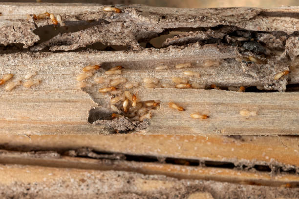 Best Commercial Pest Control Services  in Columbiana, AL